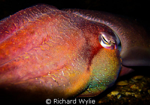 Giant cuttlefish in South Australia - taken with a canon ... by Richard Wylie 